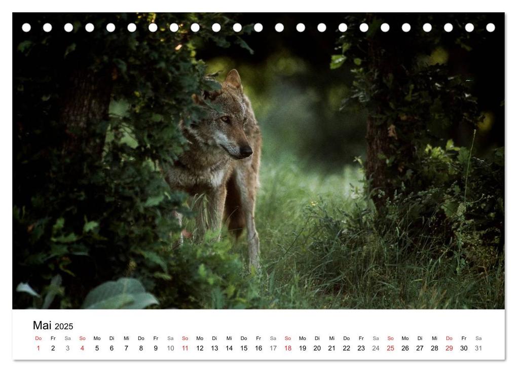 Weitere Ansicht: Heimische Tierwelt (Tischkalender 2025 DIN A5 quer), CALVENDO Monatskalender | Benny Trapp, Calvendo
