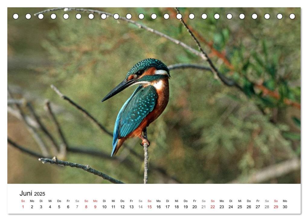 Weitere Ansicht: Heimische Tierwelt (Tischkalender 2025 DIN A5 quer), CALVENDO Monatskalender | Benny Trapp, Calvendo