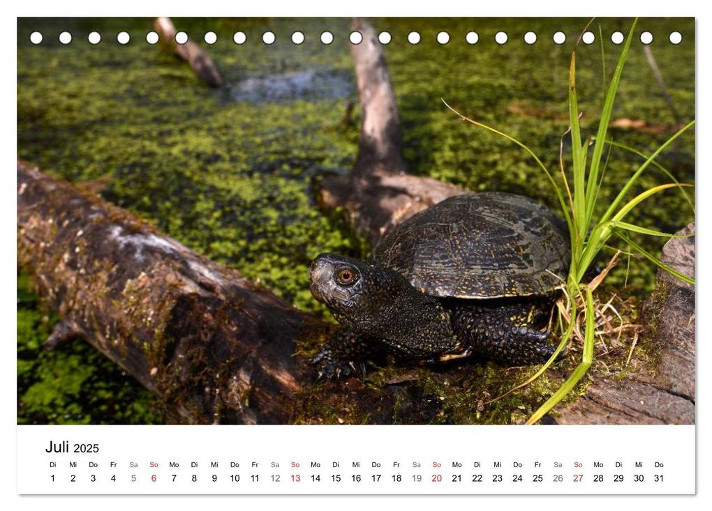 Weitere Ansicht: Heimische Tierwelt (Tischkalender 2025 DIN A5 quer), CALVENDO Monatskalender | Benny Trapp, Calvendo