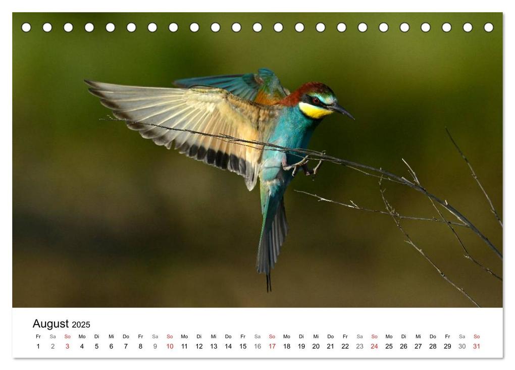Weitere Ansicht: Heimische Tierwelt (Tischkalender 2025 DIN A5 quer), CALVENDO Monatskalender | Benny Trapp, Calvendo