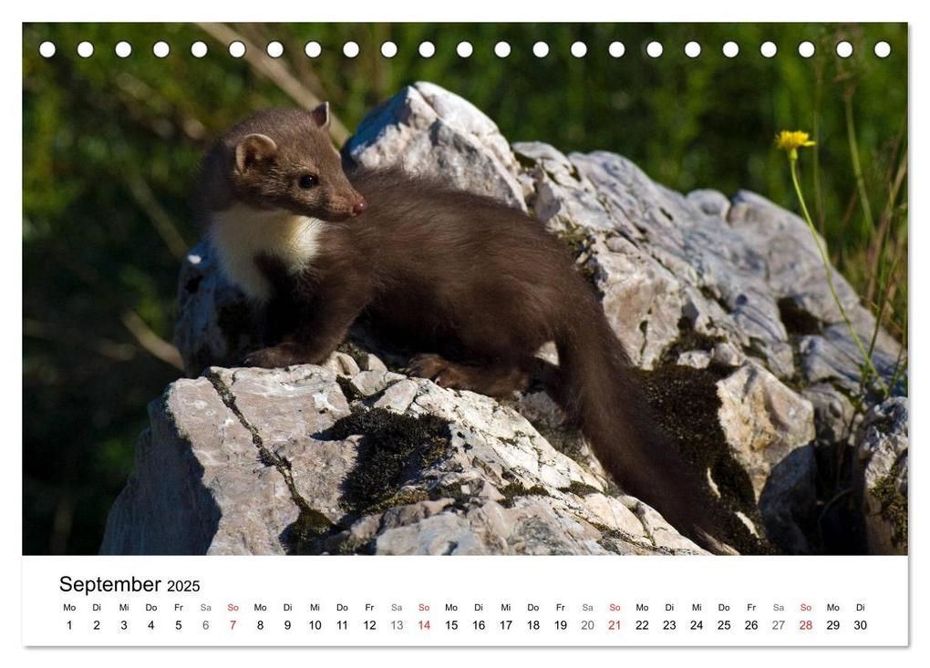 Weitere Ansicht: Heimische Tierwelt (Tischkalender 2025 DIN A5 quer), CALVENDO Monatskalender | Benny Trapp, Calvendo