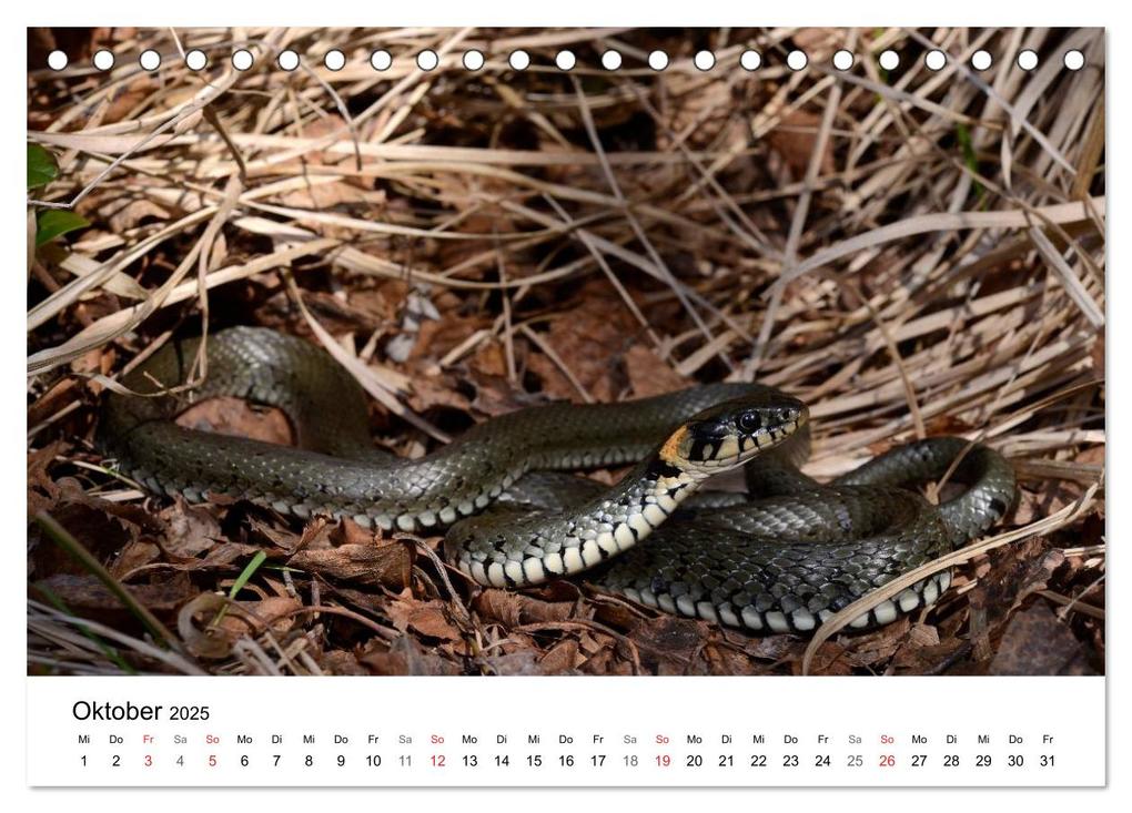 Weitere Ansicht: Heimische Tierwelt (Tischkalender 2025 DIN A5 quer), CALVENDO Monatskalender | Benny Trapp, Calvendo