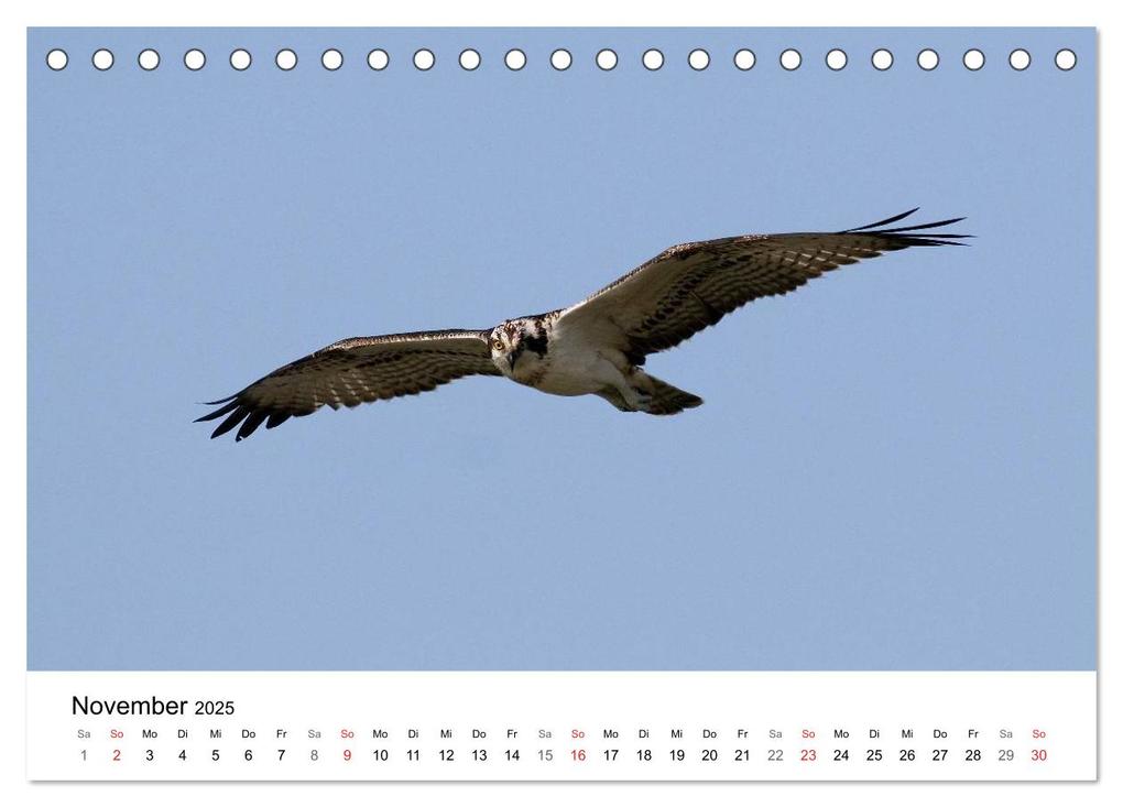 Weitere Ansicht: Heimische Tierwelt (Tischkalender 2025 DIN A5 quer), CALVENDO Monatskalender | Benny Trapp, Calvendo
