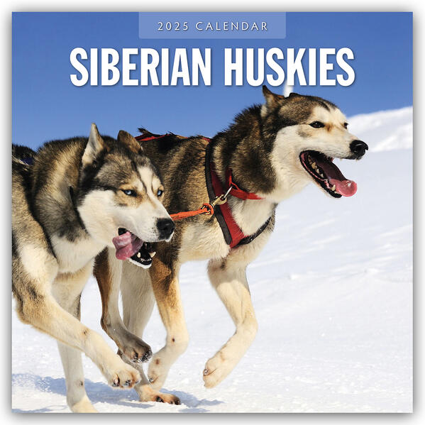 Produktbild: Siberian Huskies 2025 Square Wall Calendar | Red Robin, Red Robin Publishing Ltd