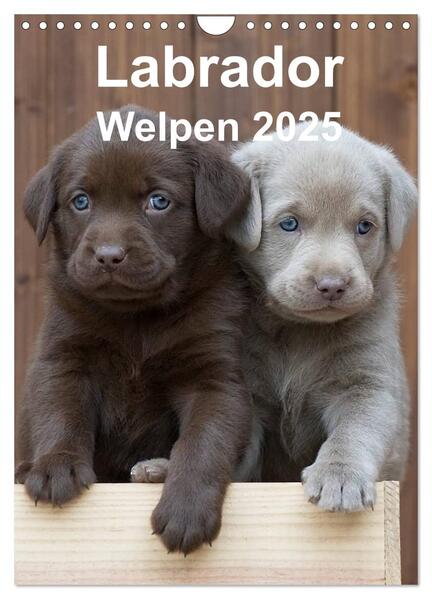Produktbild: Labrador Welpen (Wandkalender 2025 DIN A4 hoch), CALVENDO Monatskalender | Heidi Bollich