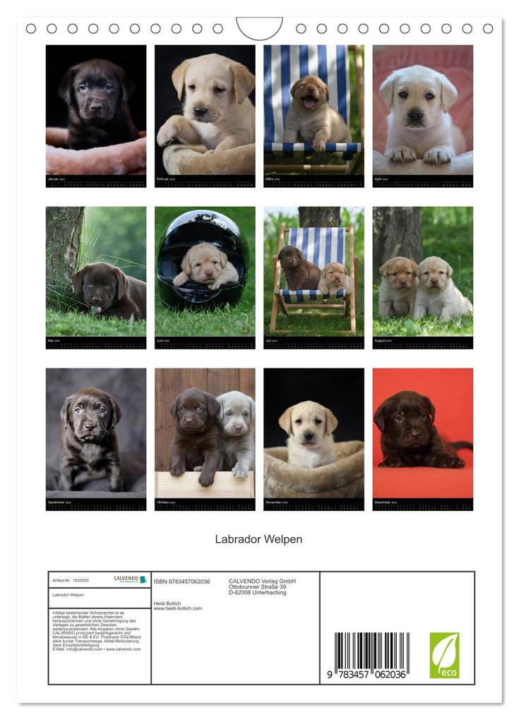 Weitere Ansicht: Labrador Welpen (Wandkalender 2025 DIN A4 hoch), CALVENDO Monatskalender | Heidi Bollich