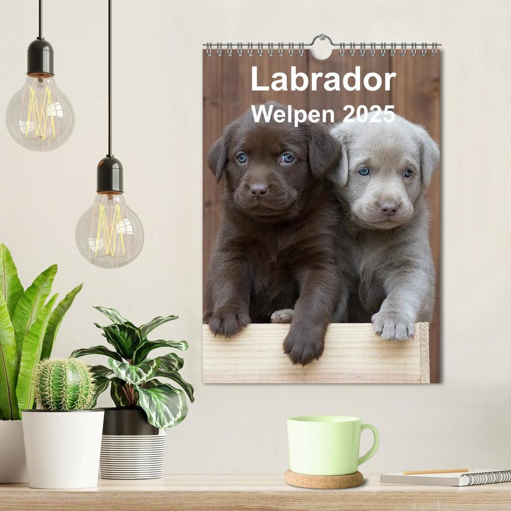 Weitere Ansicht: Labrador Welpen (Wandkalender 2025 DIN A4 hoch), CALVENDO Monatskalender | Heidi Bollich