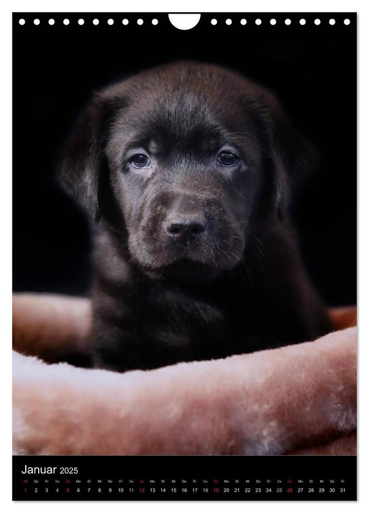 Weitere Ansicht: Labrador Welpen (Wandkalender 2025 DIN A4 hoch), CALVENDO Monatskalender | Heidi Bollich