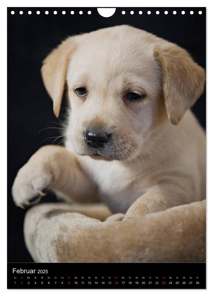 Weitere Ansicht: Labrador Welpen (Wandkalender 2025 DIN A4 hoch), CALVENDO Monatskalender | Heidi Bollich