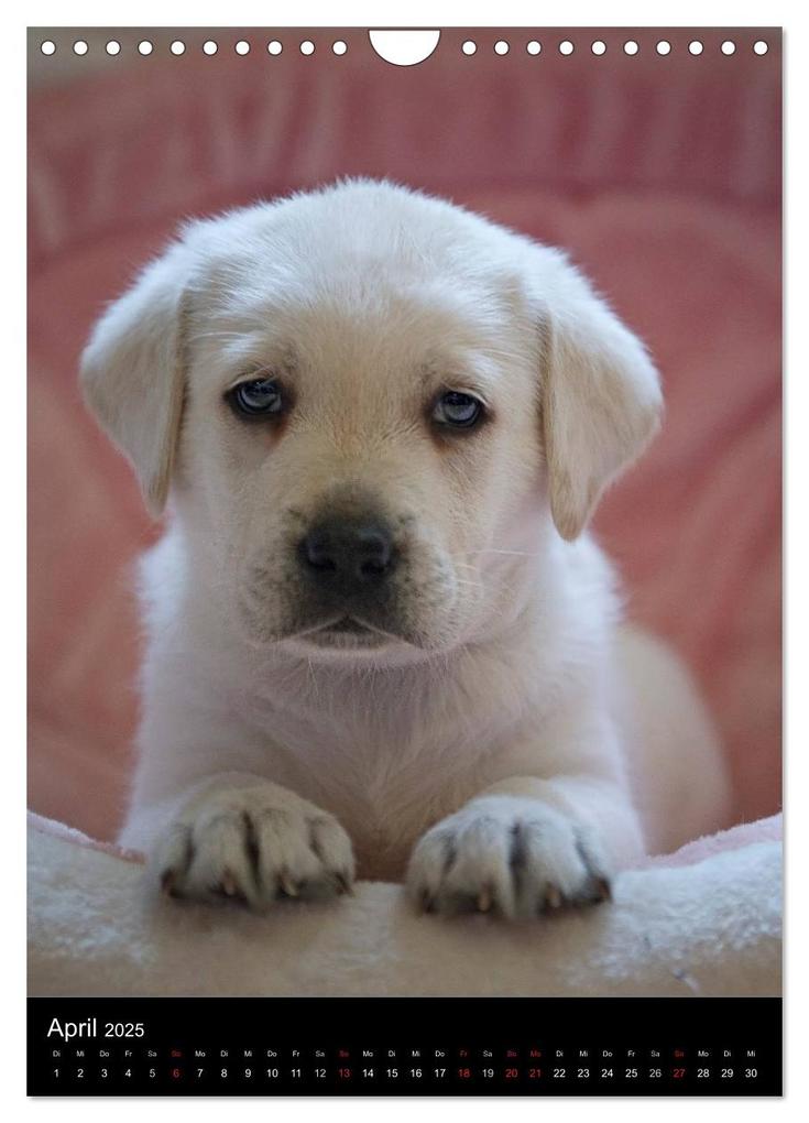 Weitere Ansicht: Labrador Welpen (Wandkalender 2025 DIN A4 hoch), CALVENDO Monatskalender | Heidi Bollich