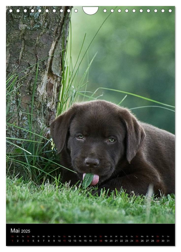 Weitere Ansicht: Labrador Welpen (Wandkalender 2025 DIN A4 hoch), CALVENDO Monatskalender | Heidi Bollich