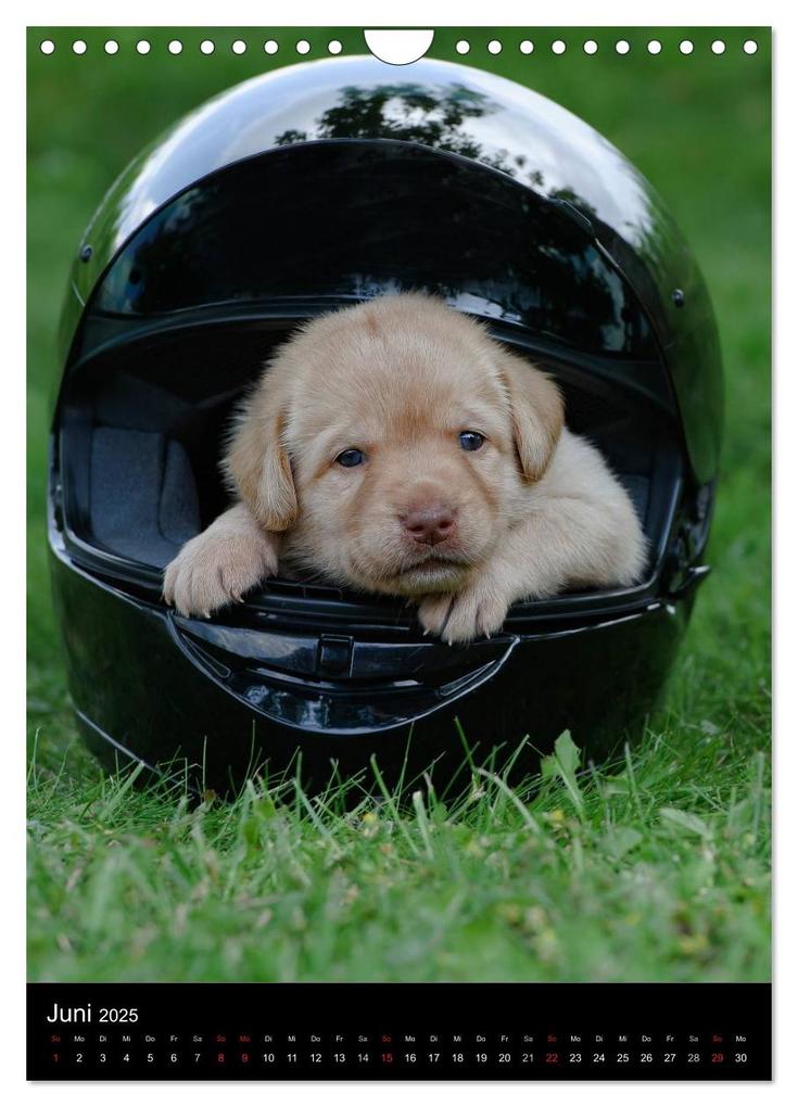 Weitere Ansicht: Labrador Welpen (Wandkalender 2025 DIN A4 hoch), CALVENDO Monatskalender | Heidi Bollich
