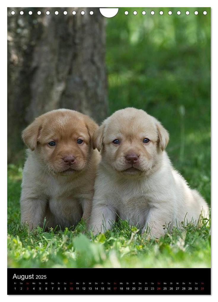 Weitere Ansicht: Labrador Welpen (Wandkalender 2025 DIN A4 hoch), CALVENDO Monatskalender | Heidi Bollich