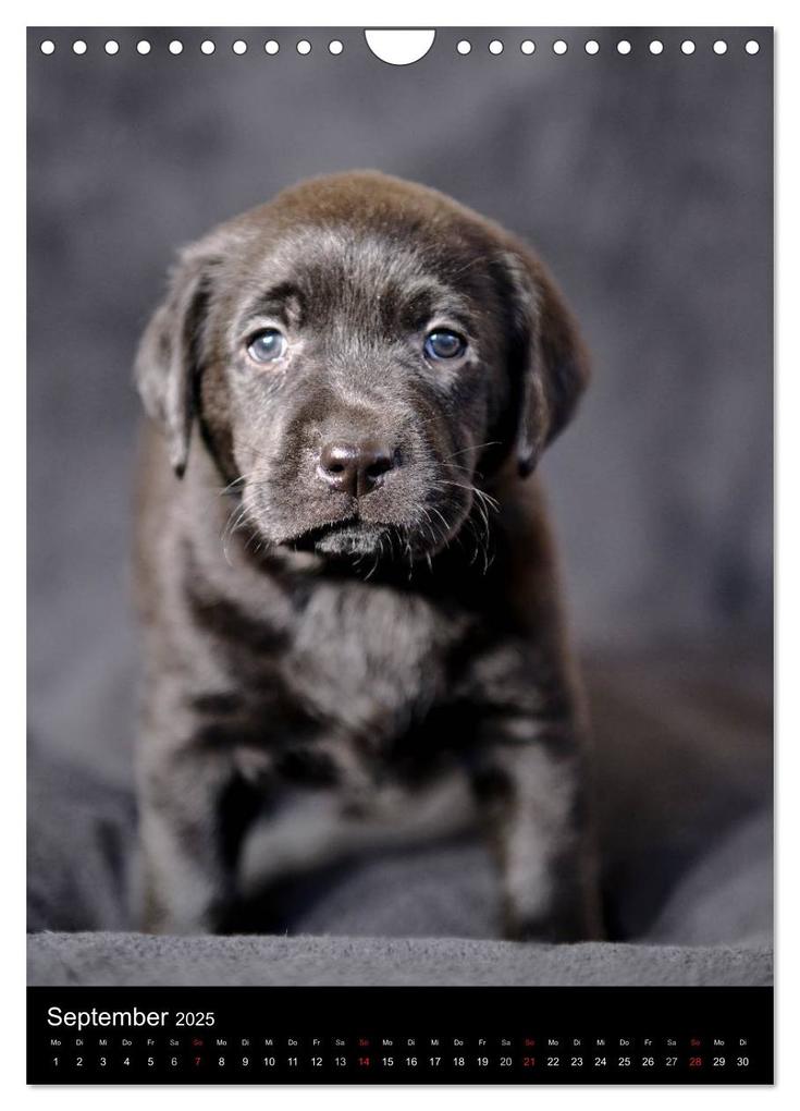 Weitere Ansicht: Labrador Welpen (Wandkalender 2025 DIN A4 hoch), CALVENDO Monatskalender | Heidi Bollich
