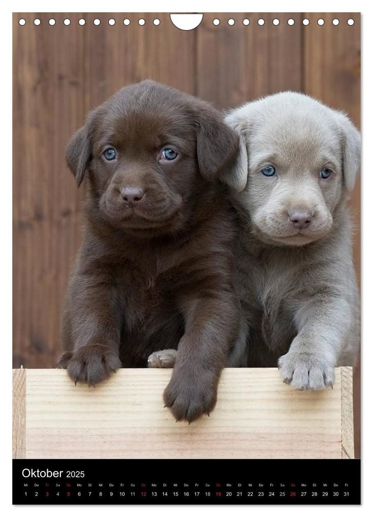 Weitere Ansicht: Labrador Welpen (Wandkalender 2025 DIN A4 hoch), CALVENDO Monatskalender | Heidi Bollich