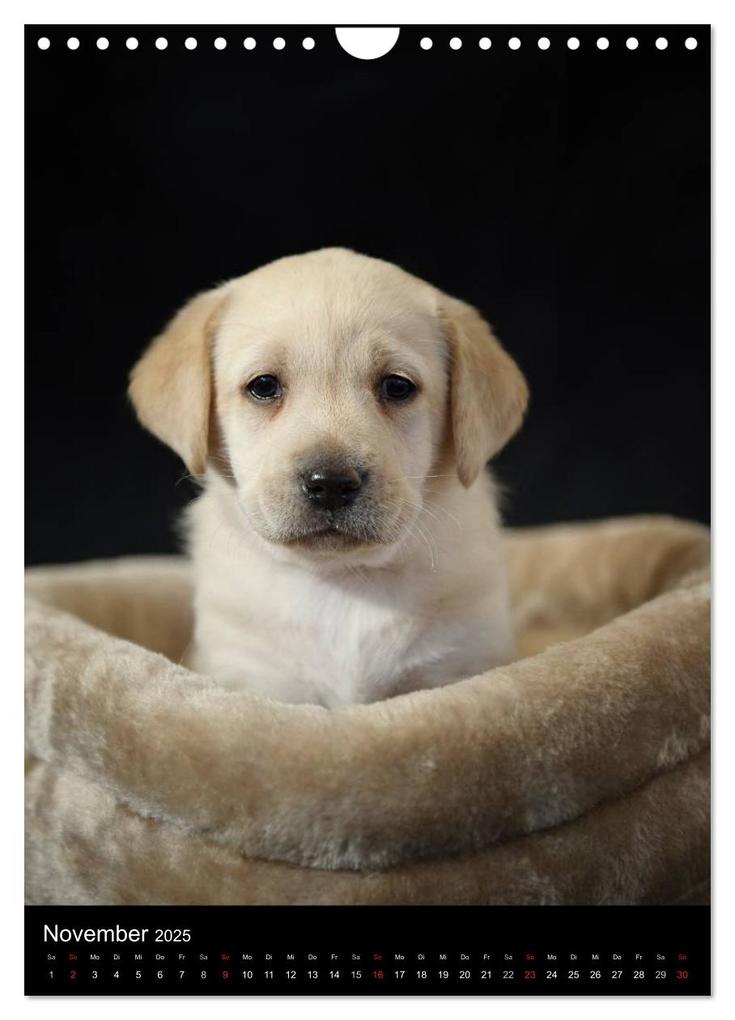 Weitere Ansicht: Labrador Welpen (Wandkalender 2025 DIN A4 hoch), CALVENDO Monatskalender | Heidi Bollich