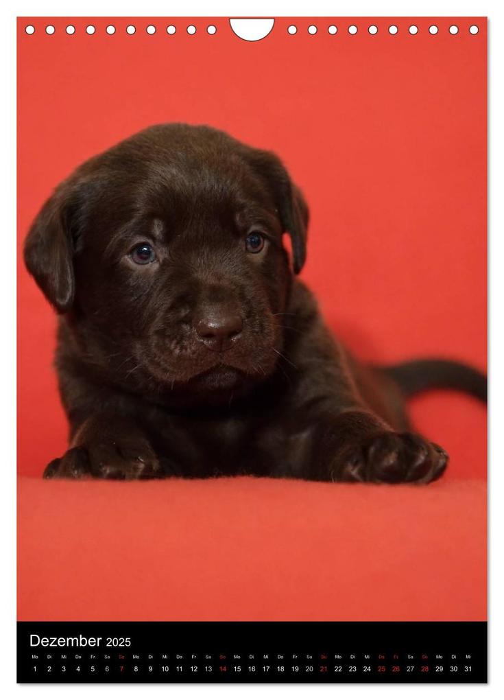 Weitere Ansicht: Labrador Welpen (Wandkalender 2025 DIN A4 hoch), CALVENDO Monatskalender | Heidi Bollich