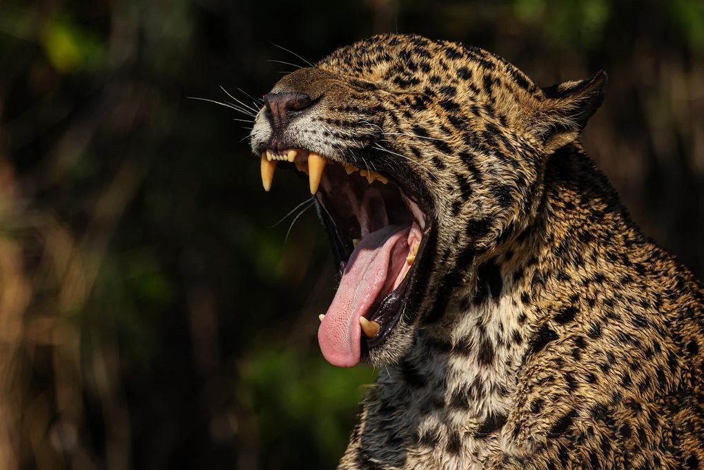 Weitere Ansicht: Pantanal | Martin Köppert