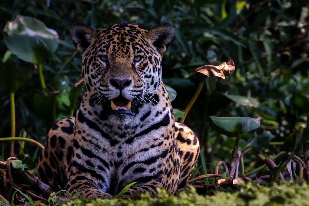 Weitere Ansicht: Pantanal | Martin Köppert