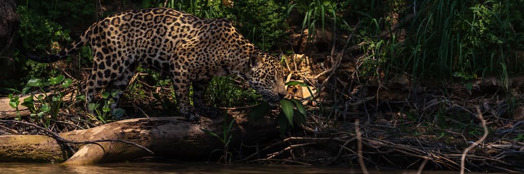 Weitere Ansicht: Pantanal | Martin Köppert