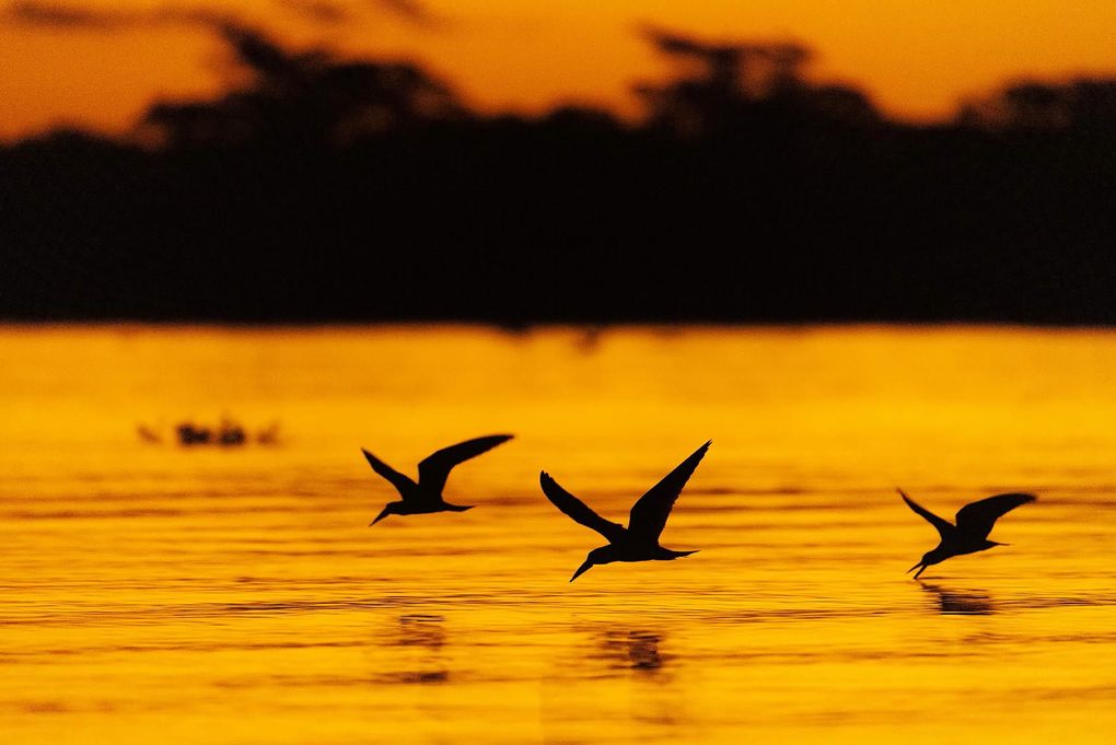 Weitere Ansicht: Pantanal | Martin Köppert