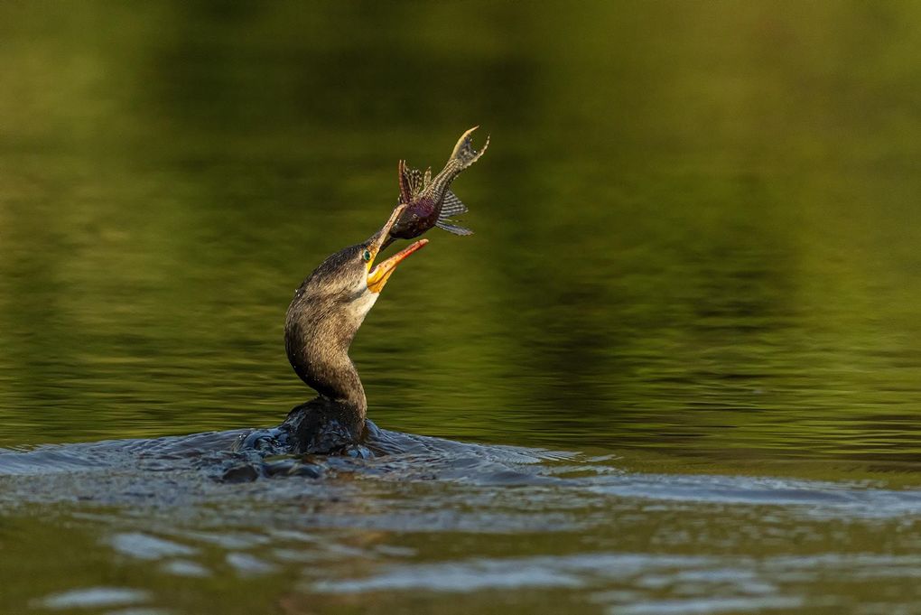 Weitere Ansicht: Pantanal | Martin Köppert