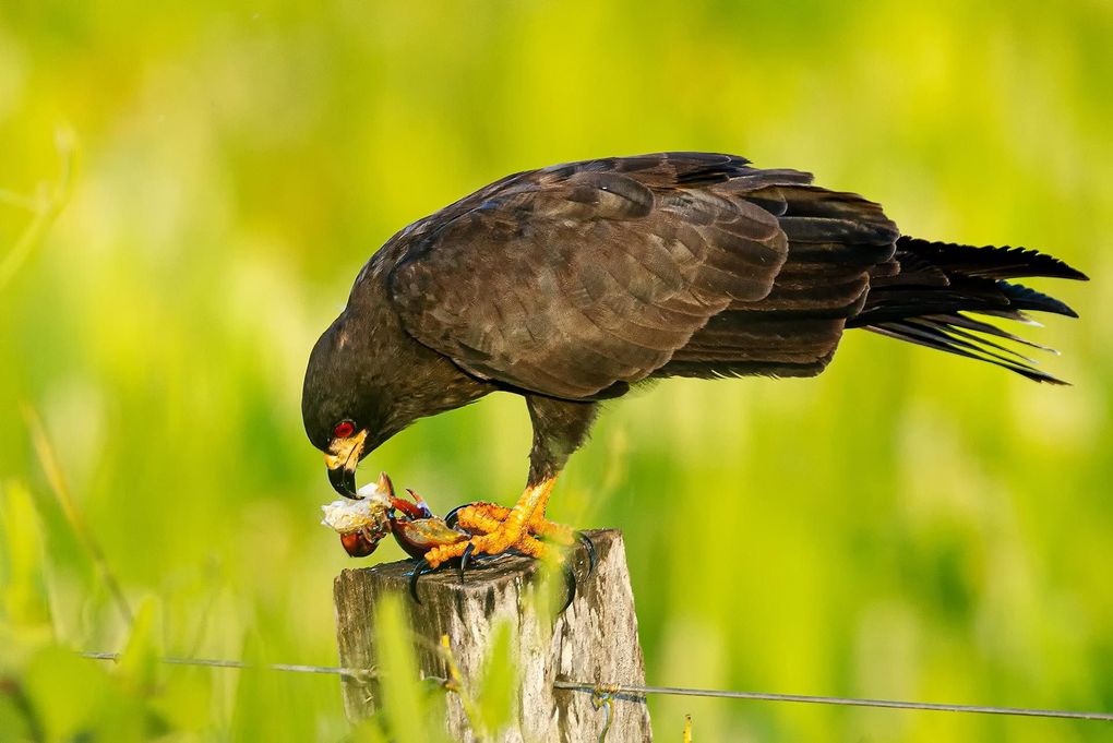 Weitere Ansicht: Pantanal | Martin Köppert