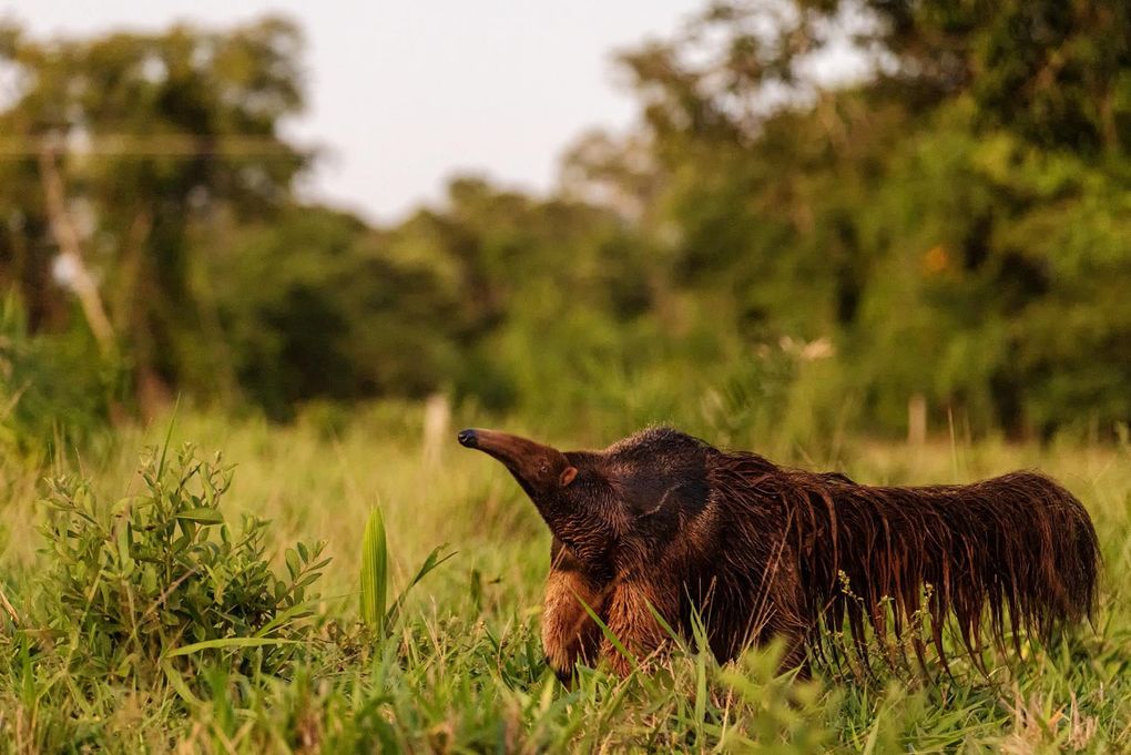 Weitere Ansicht: Pantanal | Martin Köppert