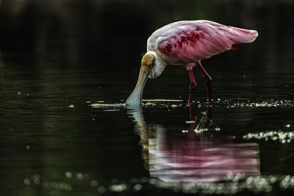 Weitere Ansicht: Pantanal | Martin Köppert