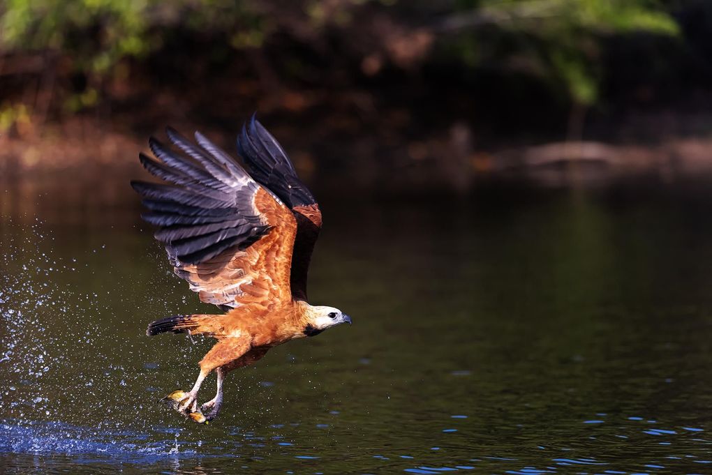 Weitere Ansicht: Pantanal | Martin Köppert
