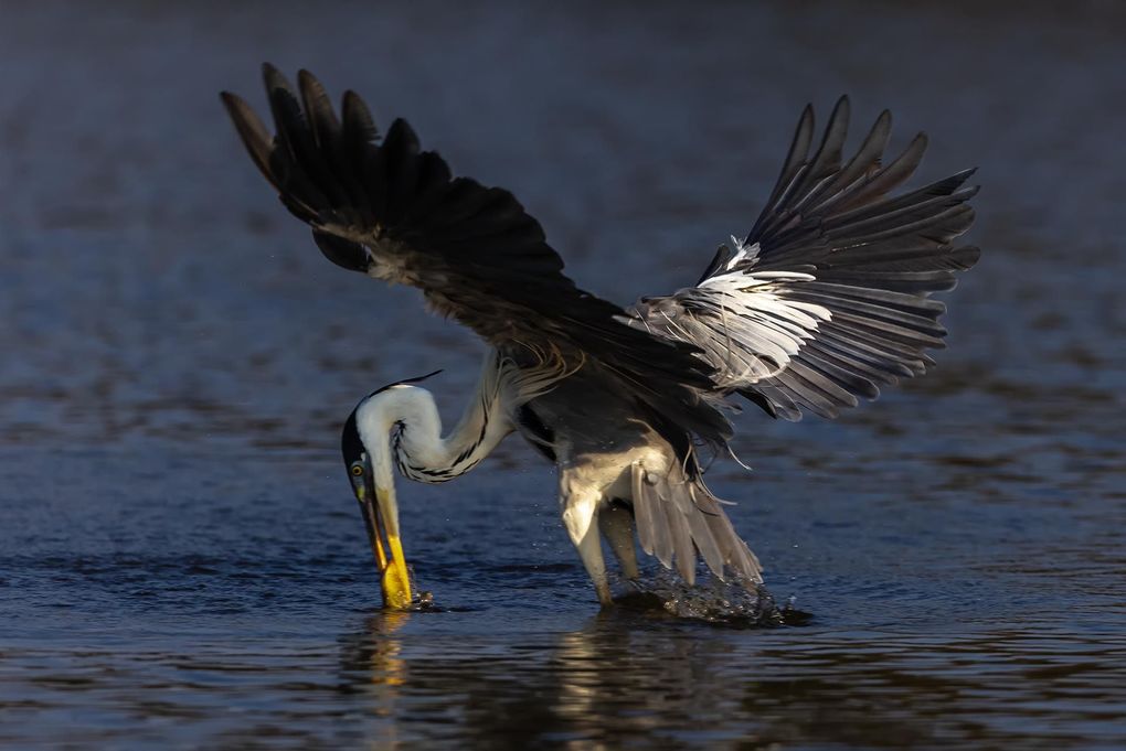 Weitere Ansicht: Pantanal | Martin Köppert