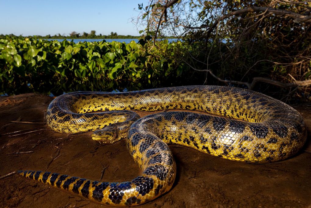 Weitere Ansicht: Pantanal | Martin Köppert