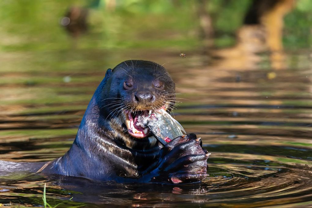 Weitere Ansicht: Pantanal | Martin Köppert