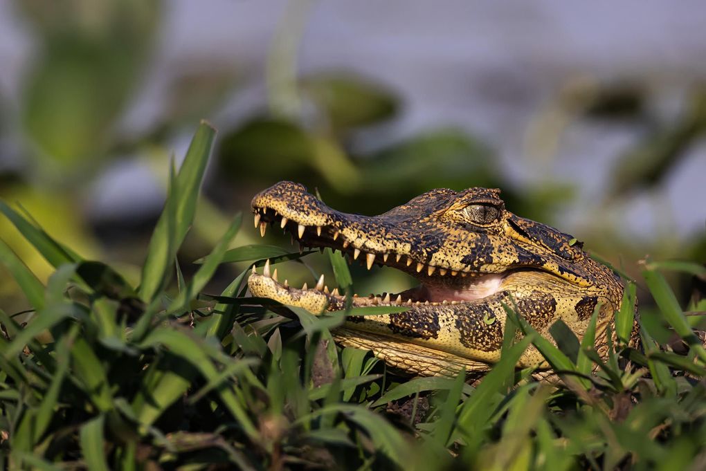 Weitere Ansicht: Pantanal | Martin Köppert