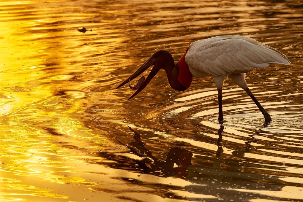 Weitere Ansicht: Pantanal | Martin Köppert