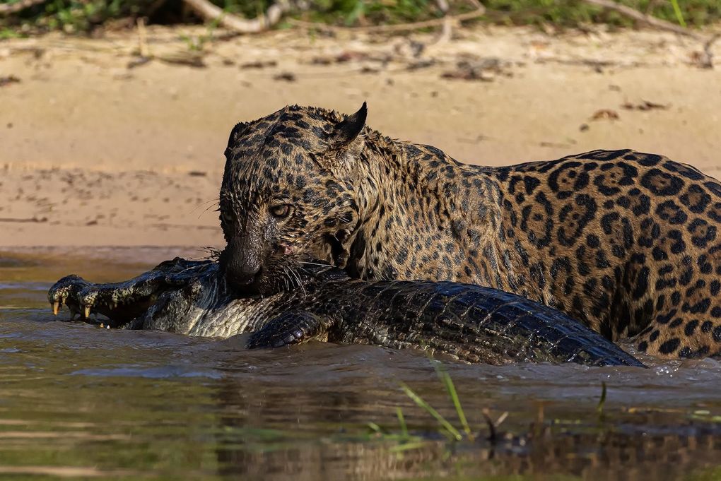 Weitere Ansicht: Pantanal | Martin Köppert