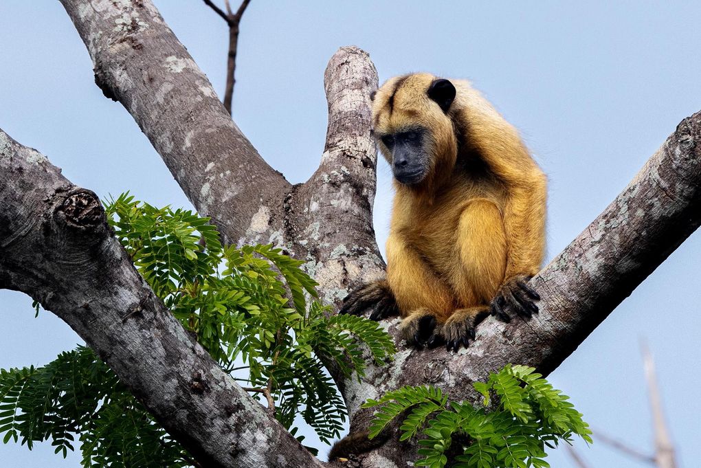 Weitere Ansicht: Pantanal | Martin Köppert