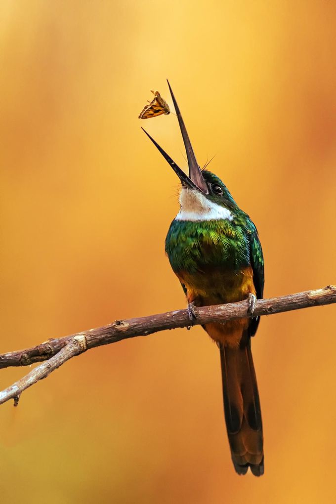Weitere Ansicht: Pantanal | Martin Köppert