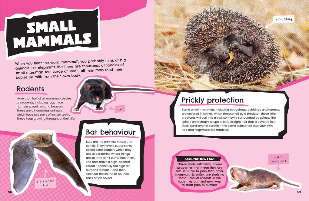 Weitere Ansicht: Animals | Collins Kids