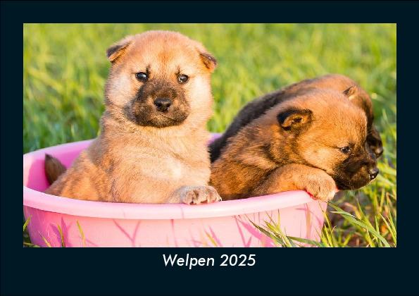 Produktbild: Welpen 2025 Fotokalender DIN A5 | Tobias Becker
