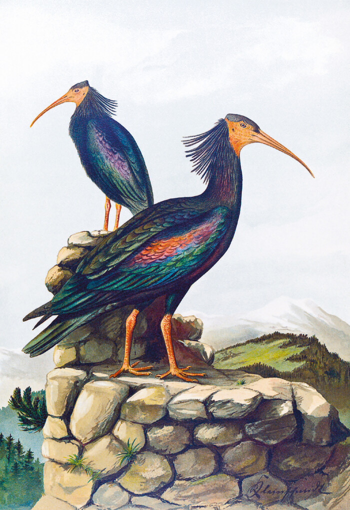 Weitere Ansicht: Die Vögel Mitteleuropas (Jubiläumsausgabe) | Johann Friedrich Naumann