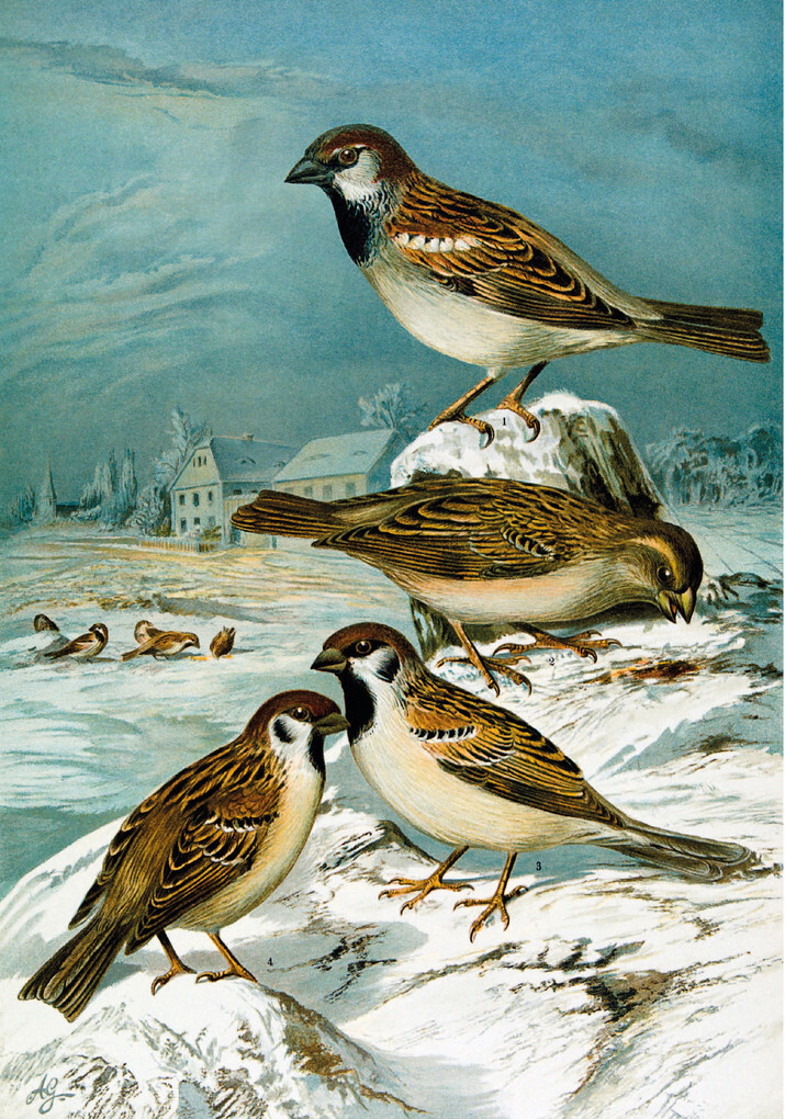 Weitere Ansicht: Die Vögel Mitteleuropas (Jubiläumsausgabe) | Johann Friedrich Naumann
