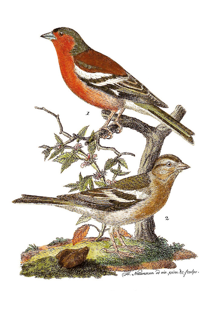 Weitere Ansicht: Die Vögel Mitteleuropas (Jubiläumsausgabe) | Johann Friedrich Naumann