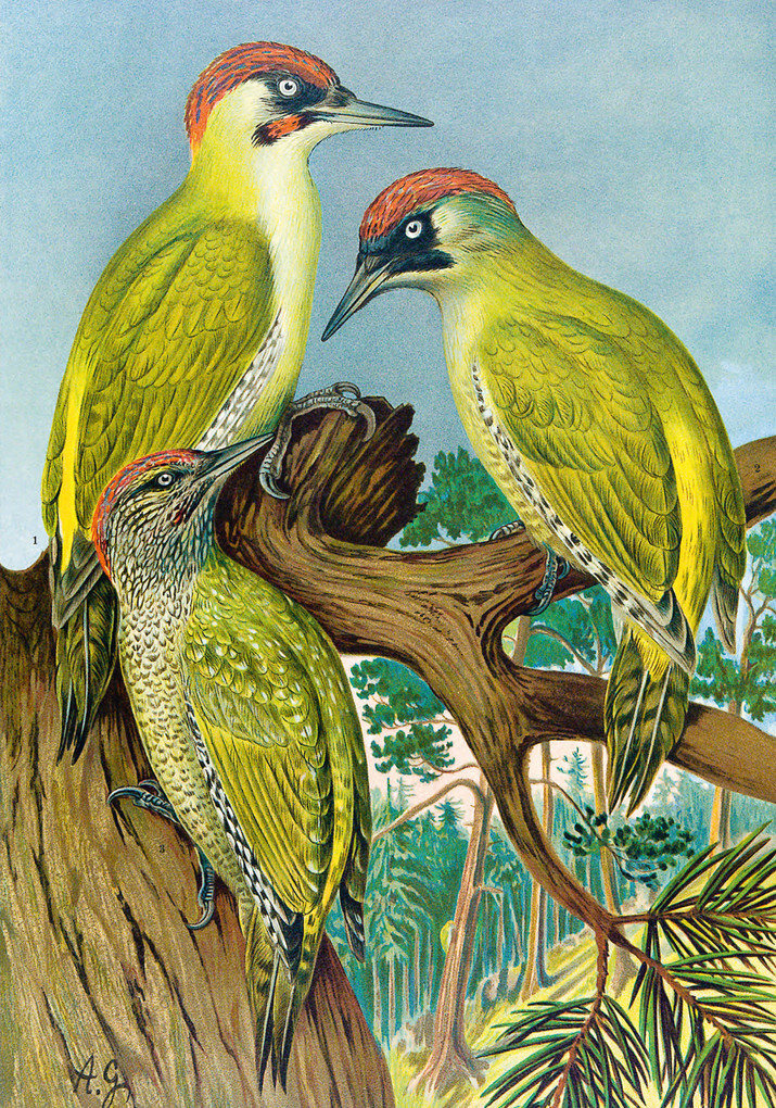 Weitere Ansicht: Die Vögel Mitteleuropas (Jubiläumsausgabe) | Johann Friedrich Naumann