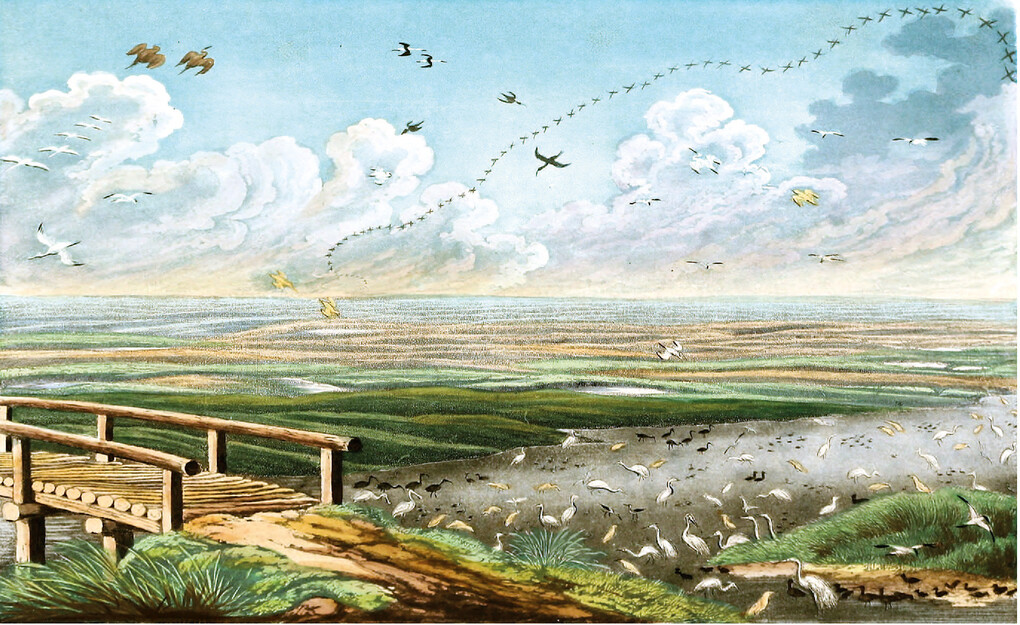 Weitere Ansicht: Die Vögel Mitteleuropas (Jubiläumsausgabe) | Johann Friedrich Naumann