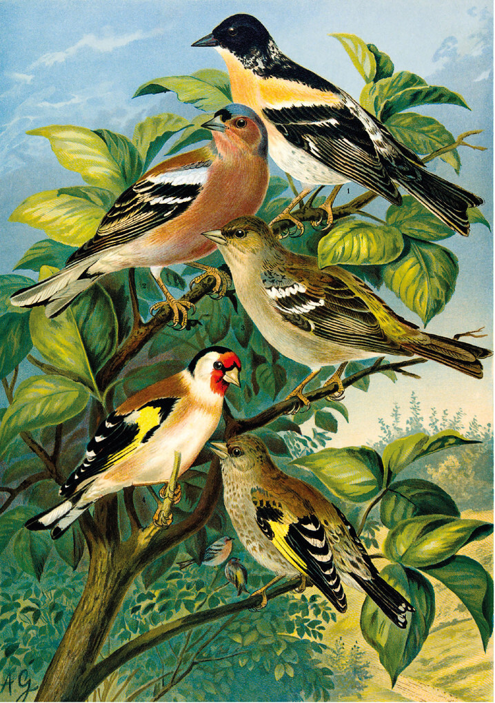 Weitere Ansicht: Die Vögel Mitteleuropas (Jubiläumsausgabe) | Johann Friedrich Naumann