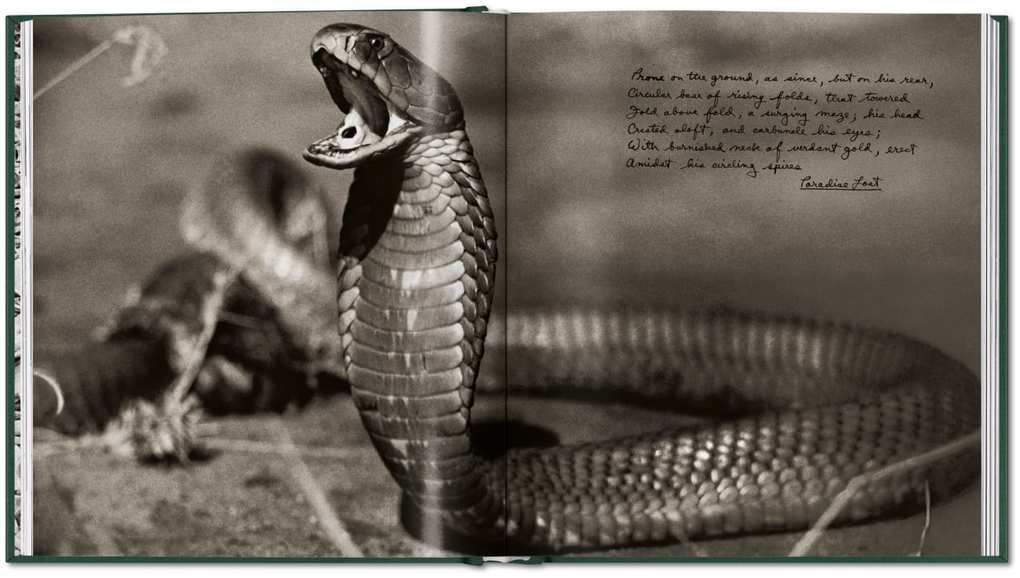 Weitere Ansicht: Peter Beard | Peter Beard