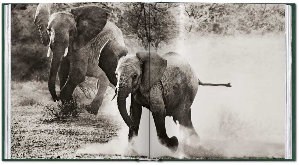 Weitere Ansicht: Peter Beard | Peter Beard