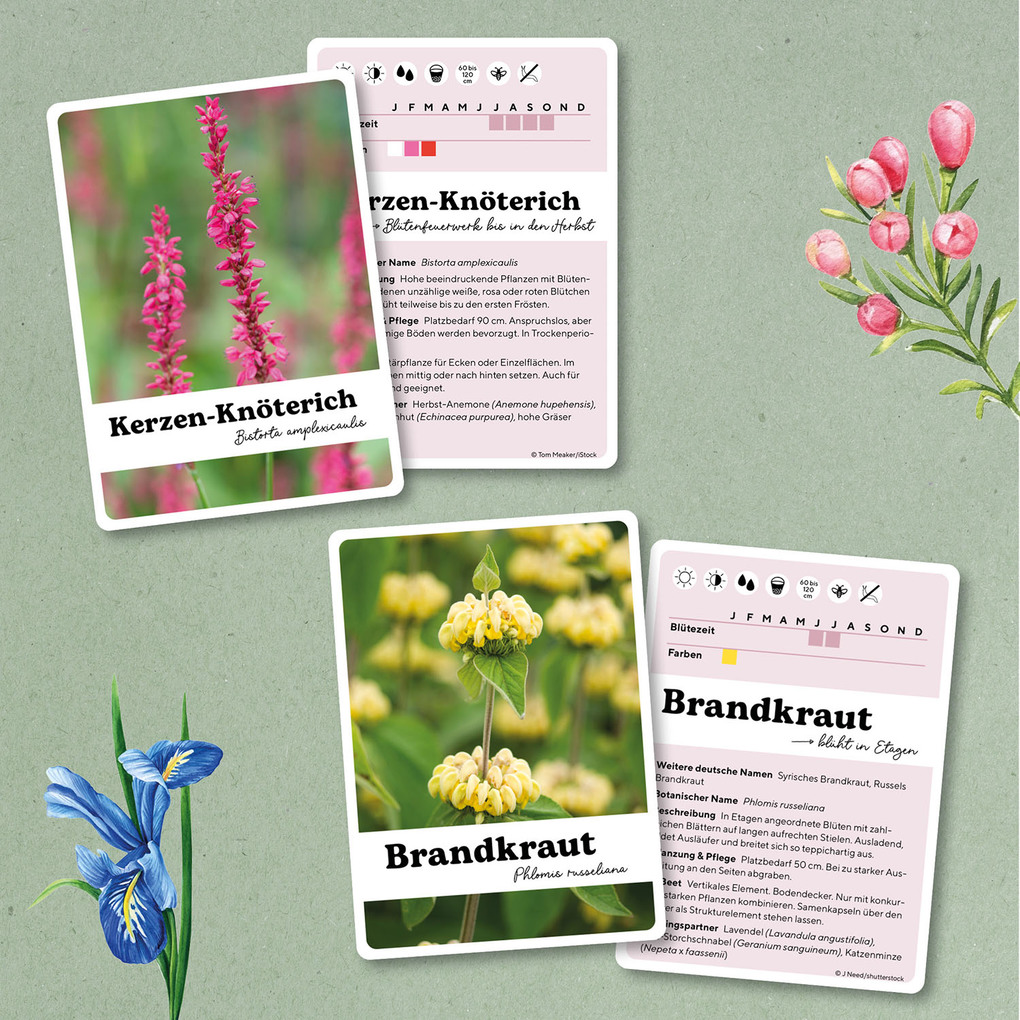 Weitere Ansicht: Lilie liebt Sonnenhut | Angelika Throll