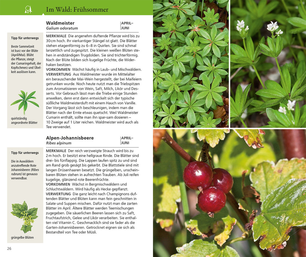 Weitere Ansicht: Essbare Wildkräuter und Wildbeeren für unterwegs | Rudi Beiser
